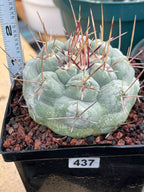 Thelocactus Hexaedrophorus #437 | Rare Blue Live Cactus | Seed Grown Collector Cactus | Exact Plant | 4" Pot Reference