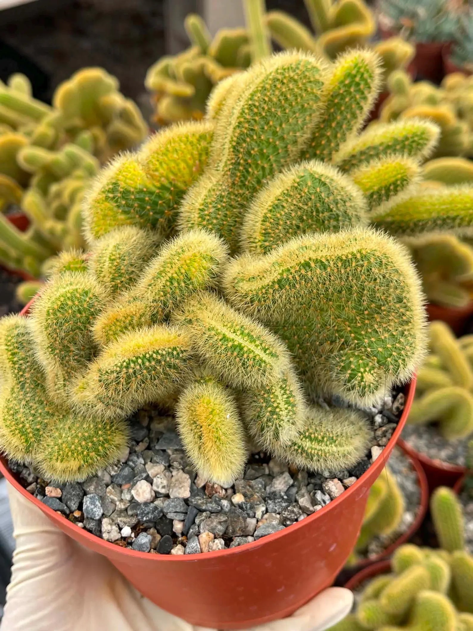 Crested Rat Tail Cactus | Rare Plant | Live Cactus