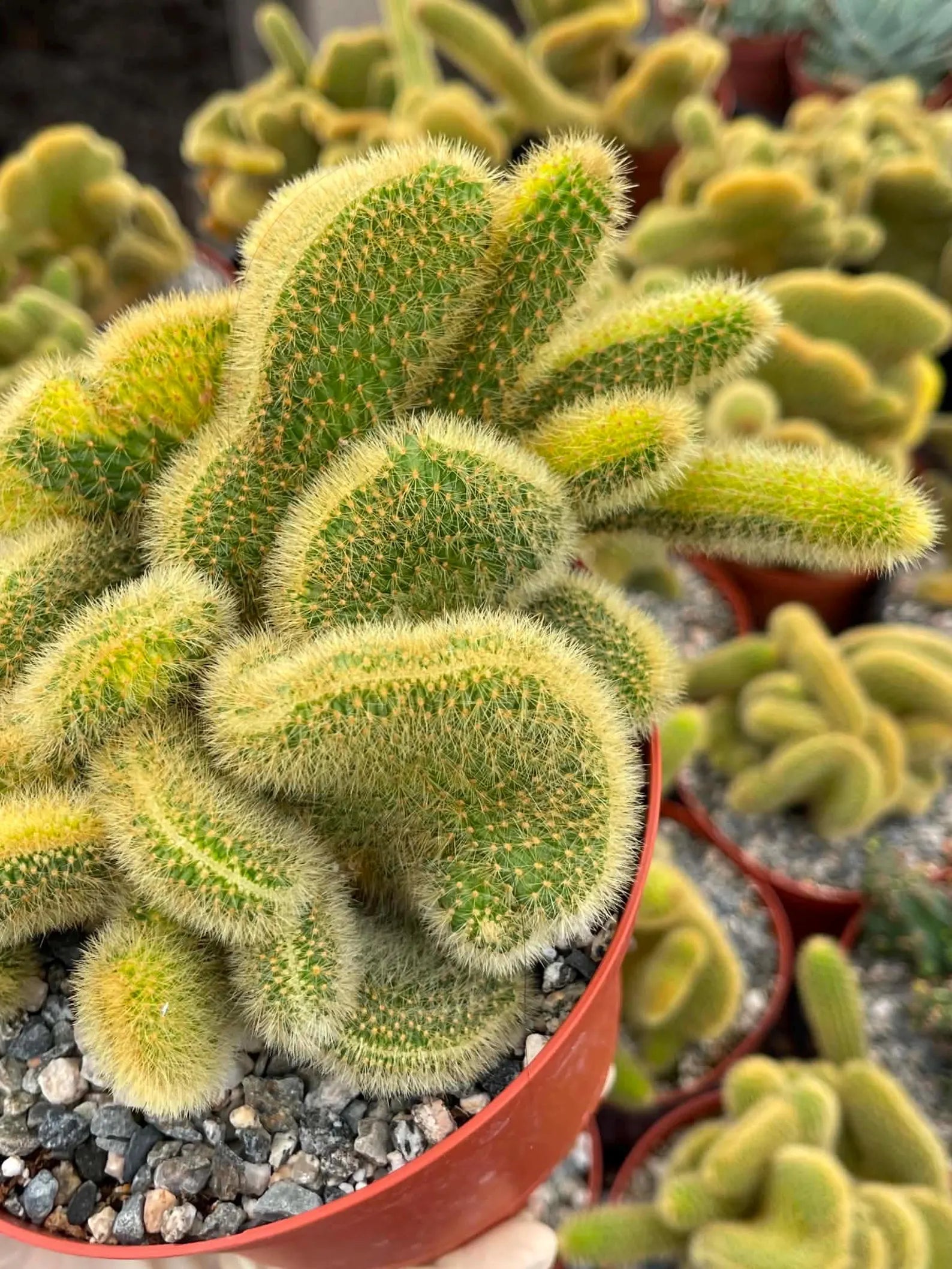 Crested Rat Tail Cactus | Rare Plant | Live Cactus