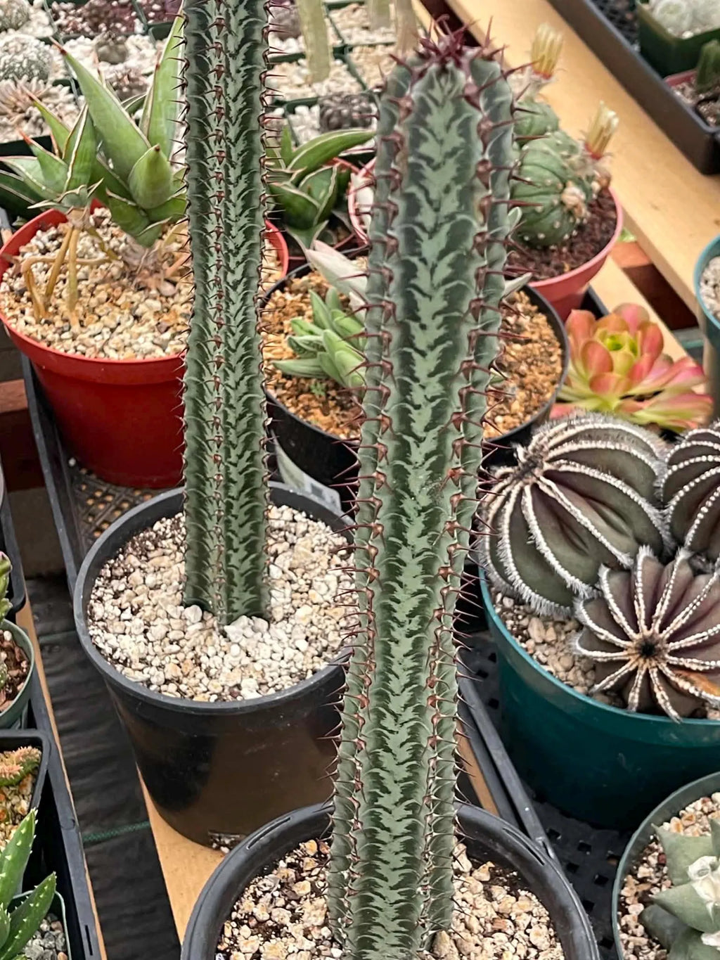 Euphorbia Confinalis Rare Spiked Succulent Live Plant #219