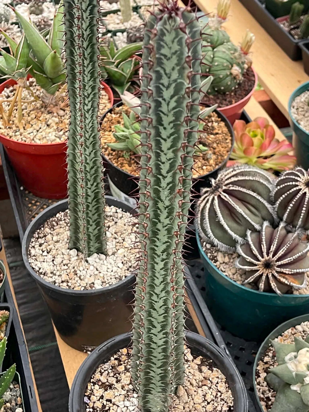 Euphorbia Confinalis Rare Spiked Succulent Live Plant #219