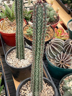 Euphorbia Confinalis Rare Spiked Succulent Live Plant #219