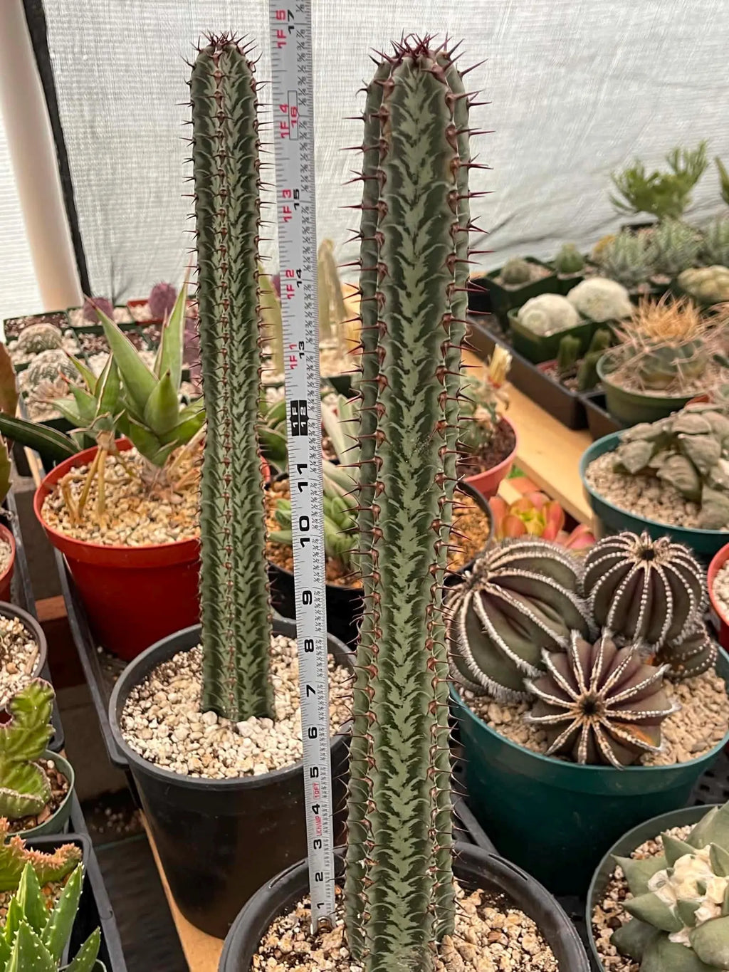 Euphorbia Confinalis Rare Spiked Succulent Live Plant #219