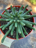 8” Euphorbia Medusa Inermis | Rare Easy Care Cactus | Live Succulent