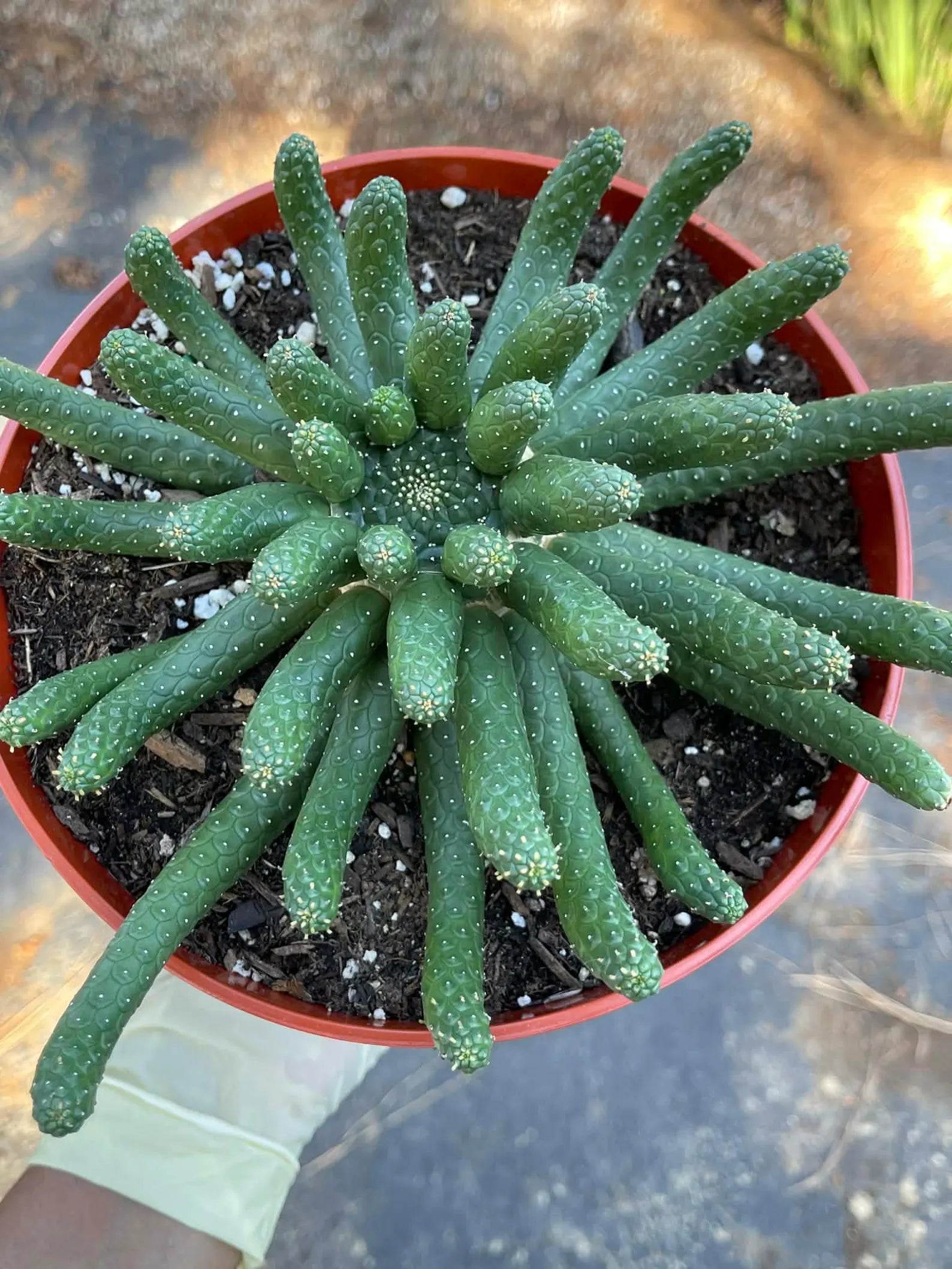 8” Euphorbia Medusa Inermis | Rare Easy Care Cactus | Live Succulent