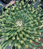 8” Euphorbia Medusa Inermis | Rare Easy Care Cactus | Live Succulent
