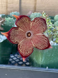 Persian Carpet Succulent Live Plant | Rare Flowering Succulent | 3.5-Inch Collector Plant