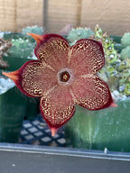 Persian Carpet Succulent Live Plant | Rare Flowering Succulent | 3.5-Inch Collector Plant