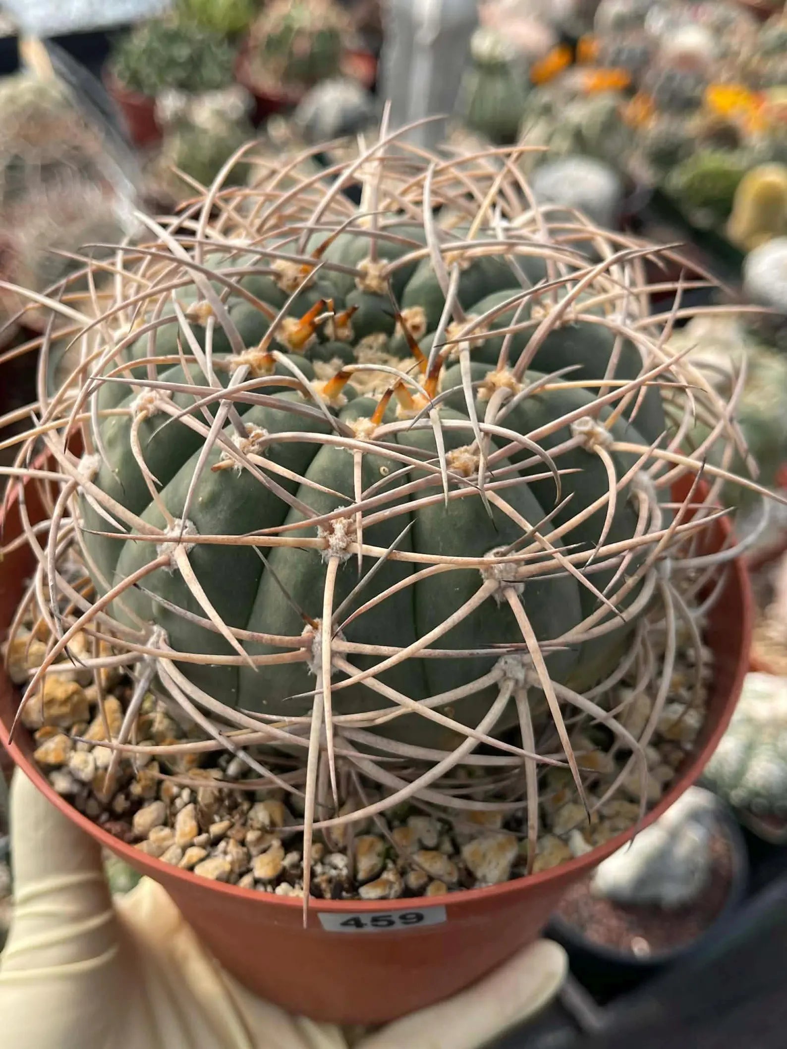Gymnocalycium Cardenasianum Rare Seed Grown Live Cactus – Beautiful Spine Plant #459