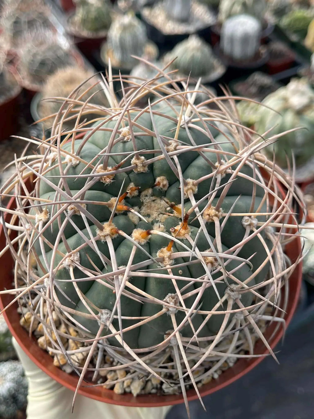 Gymnocalycium Cardenasianum Rare Seed Grown Live Cactus – Beautiful Spine Plant #459