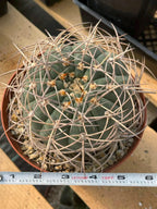 Gymnocalycium Cardenasianum Rare Seed Grown Live Cactus – Beautiful Spine Plant #459
