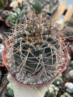 Gymnocalycium Cardenasianum | Rare Seed Grown Live Cactus #80