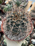 Gymnocalycium Cardenasianum Rare Seed Grown Live Cactus – Beautiful Spine Plant #80