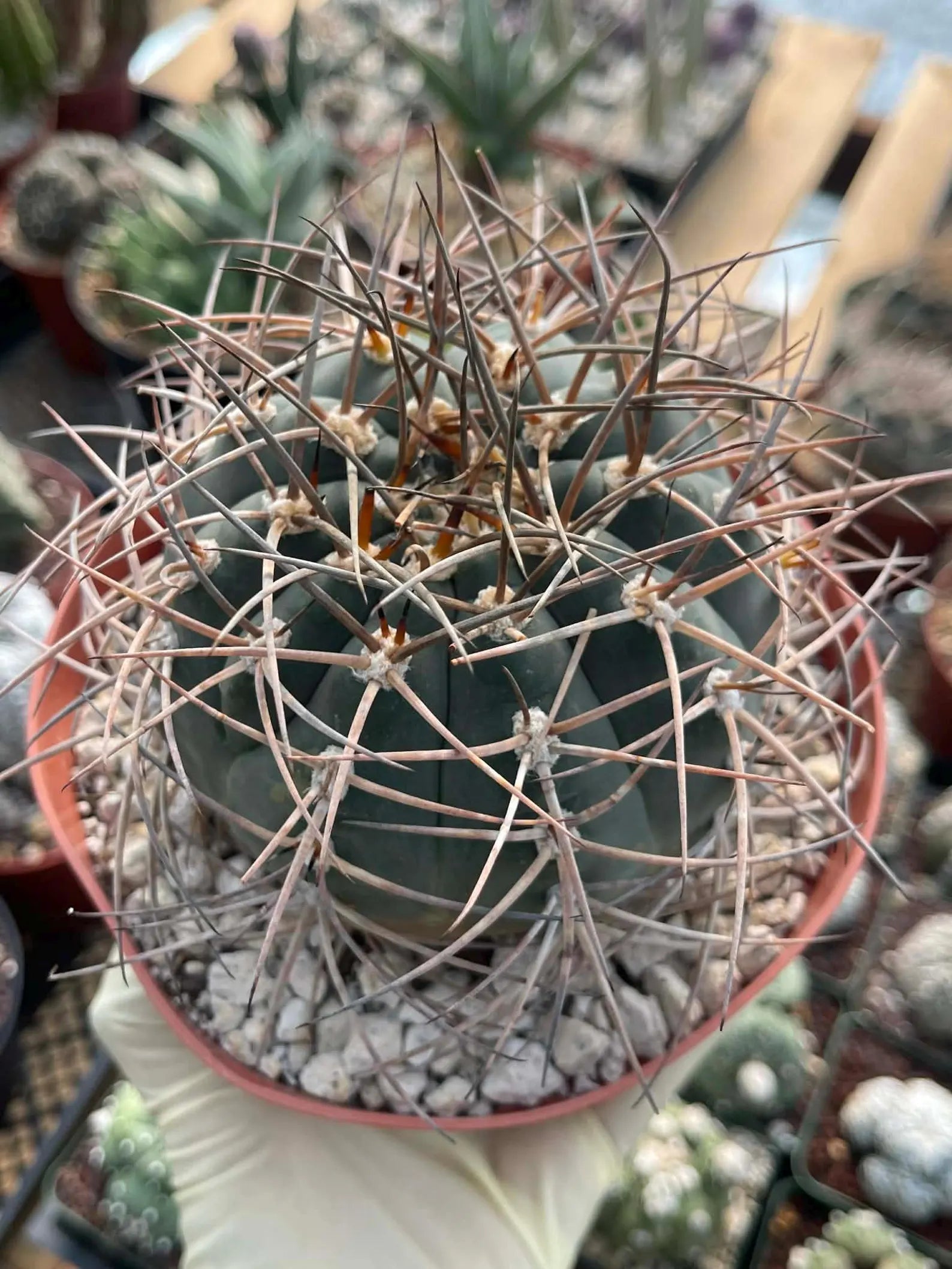 Gymnocalycium Cardenasianum Rare Seed Grown Live Cactus – Beautiful Spine Plant #80