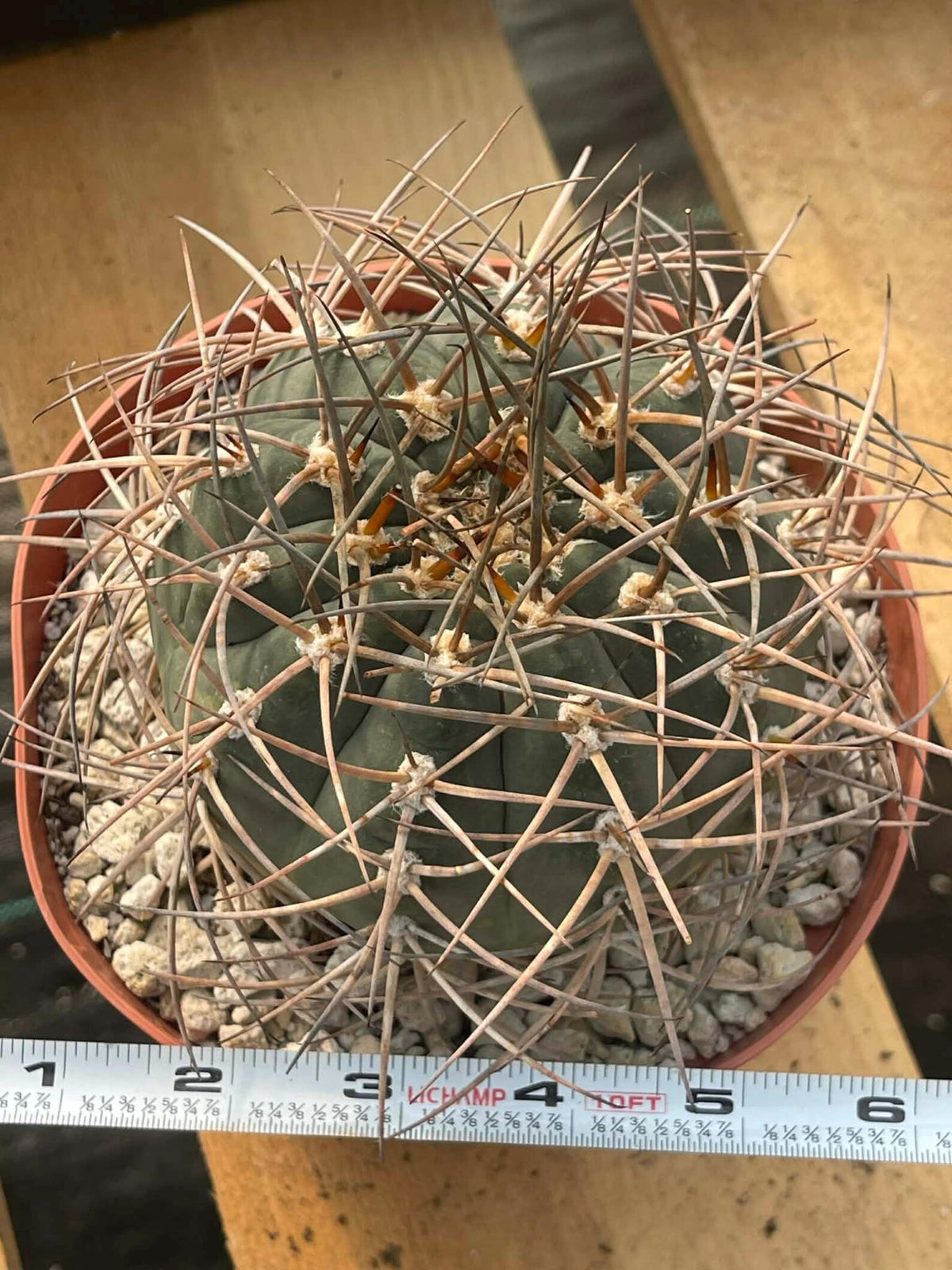 Gymnocalycium Cardenasianum | Rare Seed Grown Live Cactus #80