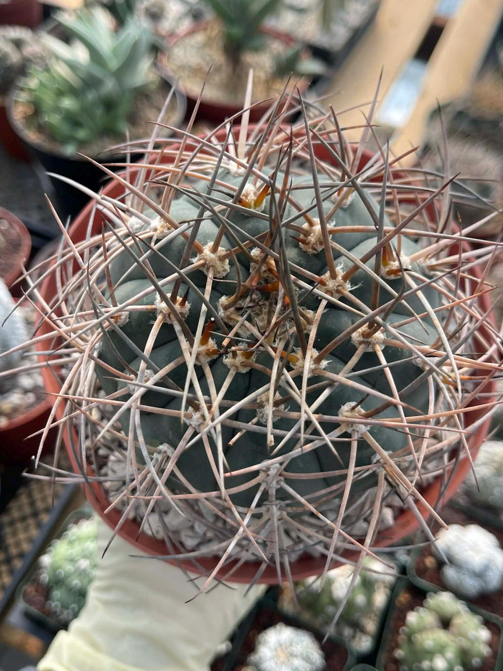 Gymnocalycium Cardenasianum | Rare Seed Grown Live Cactus #80