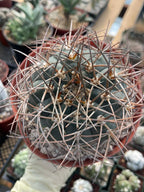 Gymnocalycium Cardenasianum | Rare Seed Grown Live Cactus #80