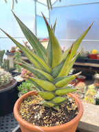 Variegated Sansevieria Pinguicula | Rare Walking Snake Plant | Live Houseplant