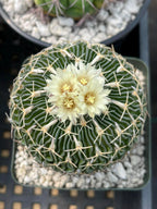 Stenocactus Multicostatus Live Cactus | Rare Old Cactus | Flowering Collector Plant