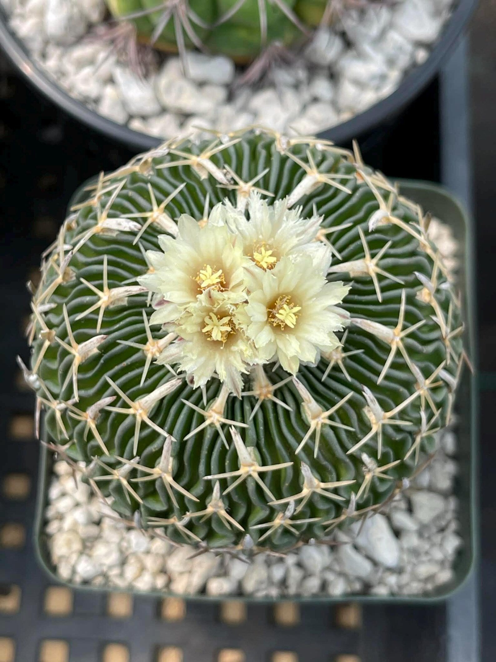 Stenocactus Multicostatus Live Cactus | Rare Old Cactus | Flowering Collector Plant