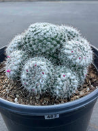 Mammillaria Cluster | Rare Live Specimen Cactus Plant #482