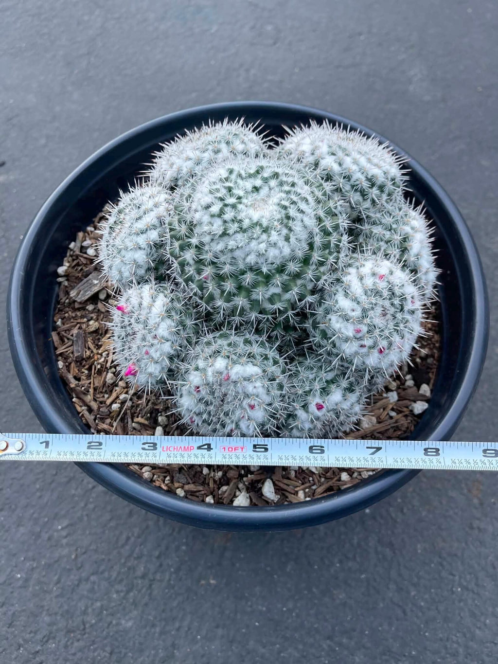 Mammillaria Cluster | Rare Live Specimen Cactus Plant #482