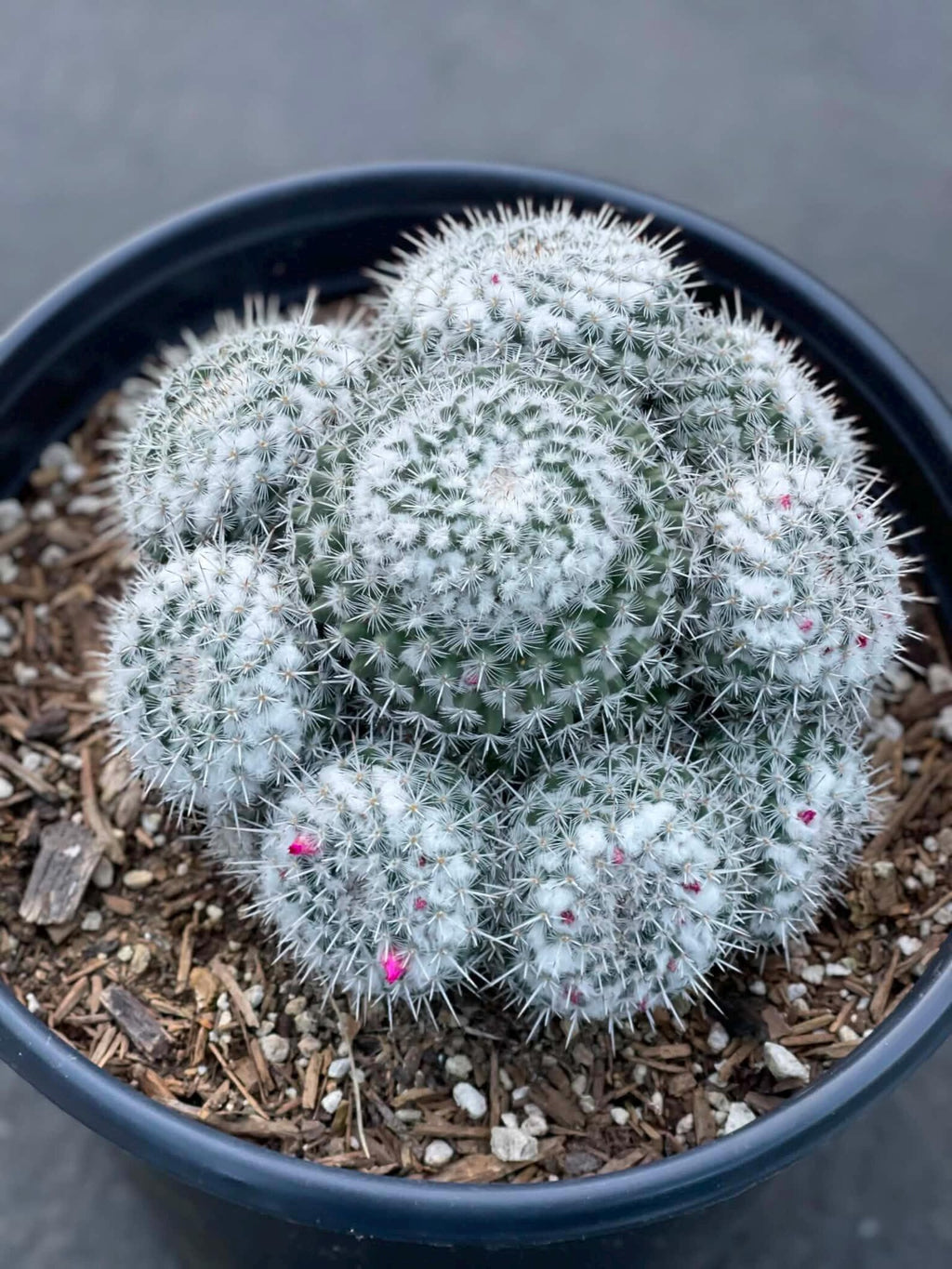 Mammillaria Cluster | Rare Live Specimen Cactus Plant #482