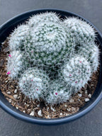 Mammillaria Cluster | Rare Live Specimen Cactus Plant #482