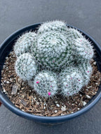 Mammillaria Cluster | Rare Live Specimen Cactus Plant #482
