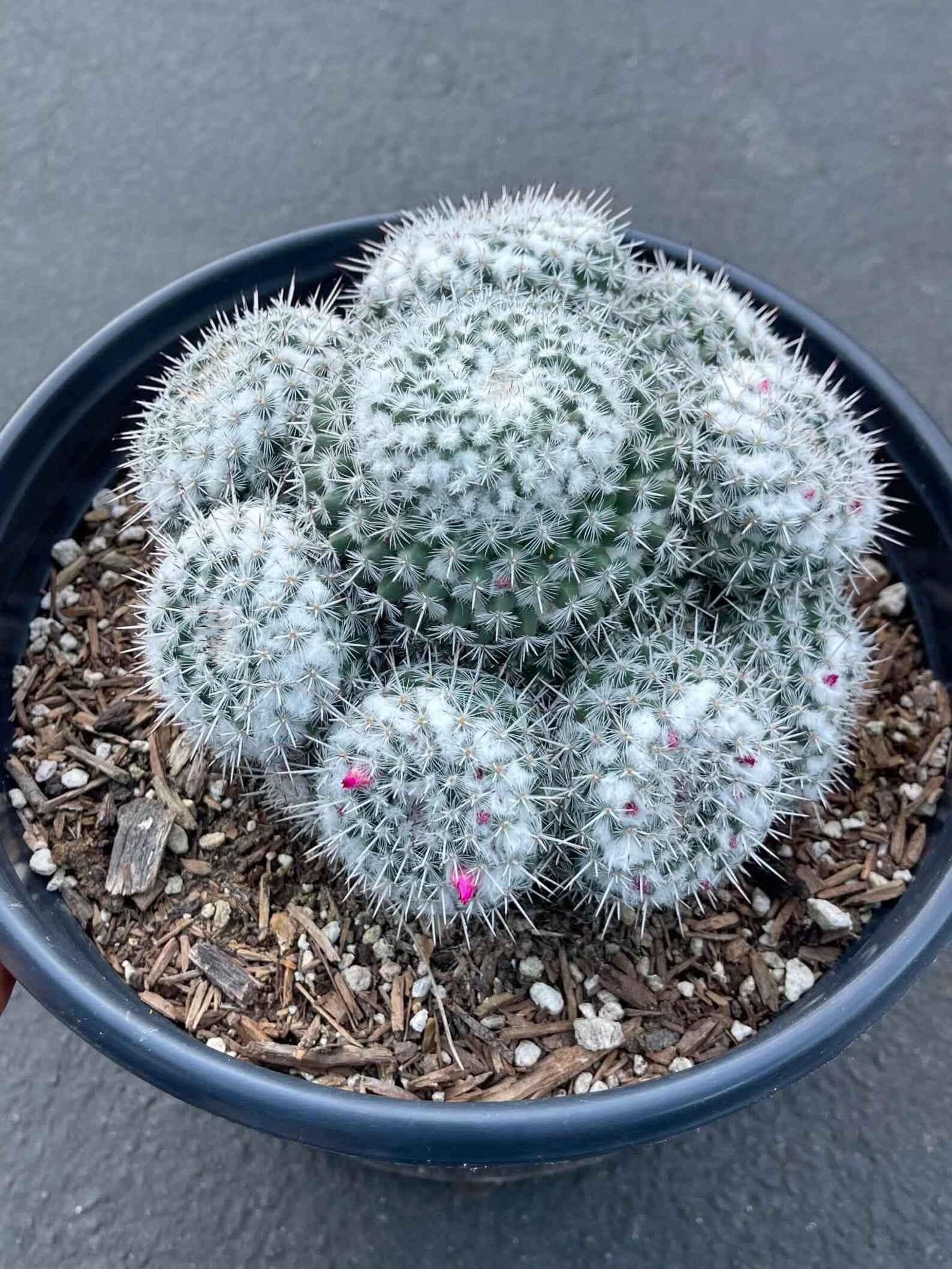 Mammillaria Cluster | Rare Live Specimen Cactus Plant #482