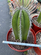 Mexican Fence Post Cactus Live Plant | 6-Inch Pachycereus Marginatus Columnar Cactus