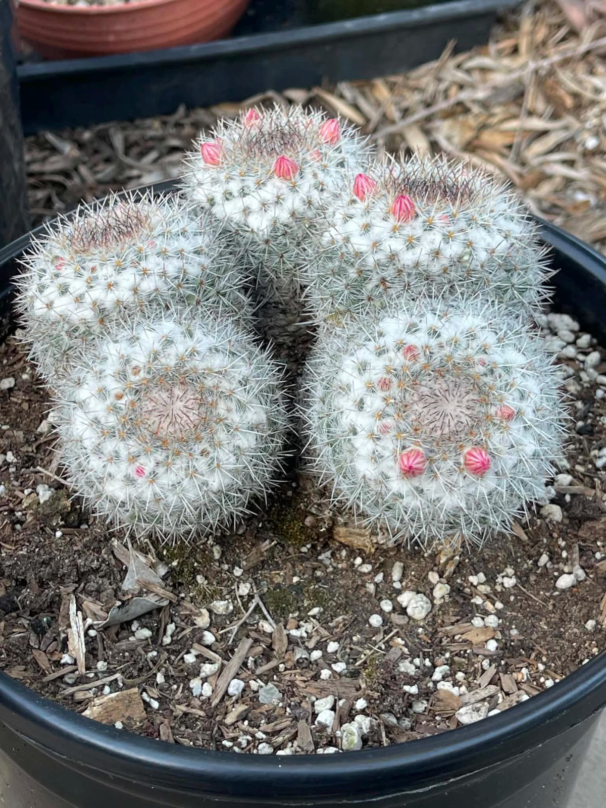 Mammillaria Cluster Specimen Cactus Live Plant #500