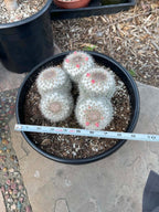 Mammillaria Cluster Specimen Cactus Live Plant #500