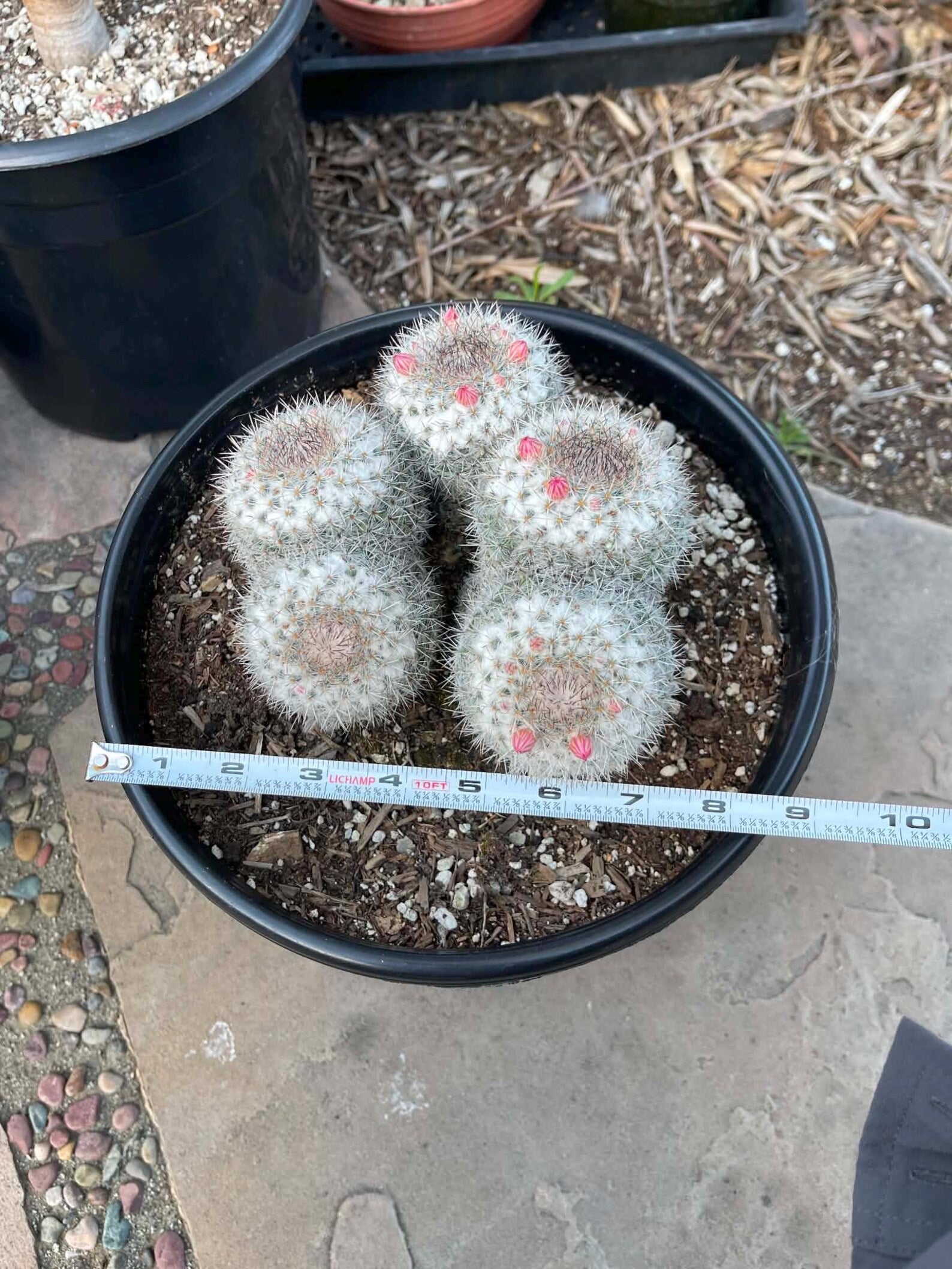 Mammillaria Cluster Specimen Cactus Live Plant #500