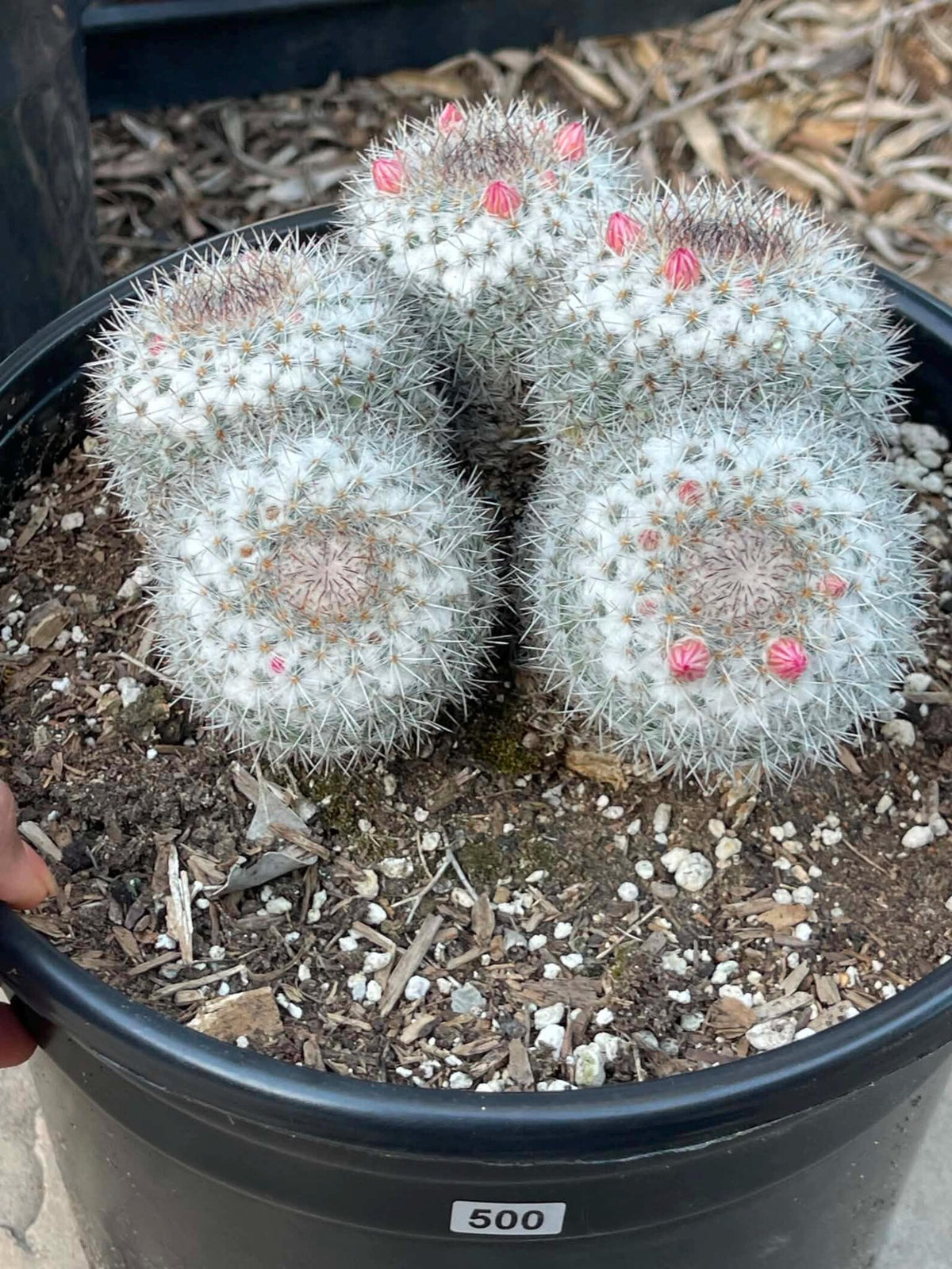 Mammillaria Cluster Specimen Cactus Live Plant #500