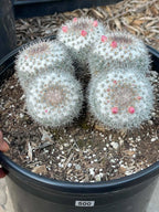 Mammillaria Cluster | Rare Live Specimen Cactus #500