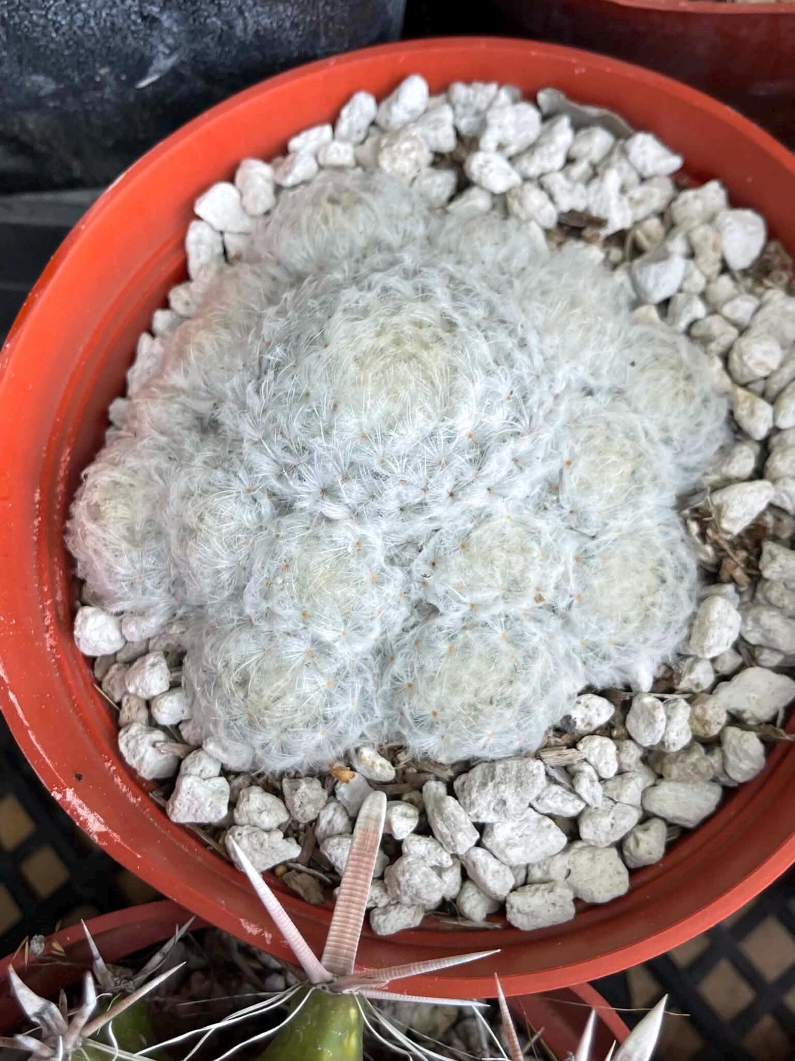 6-Inch Mammillaria Plumosa | White Feather Cactus