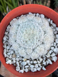 6-Inch Mammillaria Plumosa | White Feather Cactus