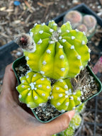 Domino Cactus Live Plant | Easy Care Cactus | 4" Cluster Cactus | Unique Gift for Plant Lovers