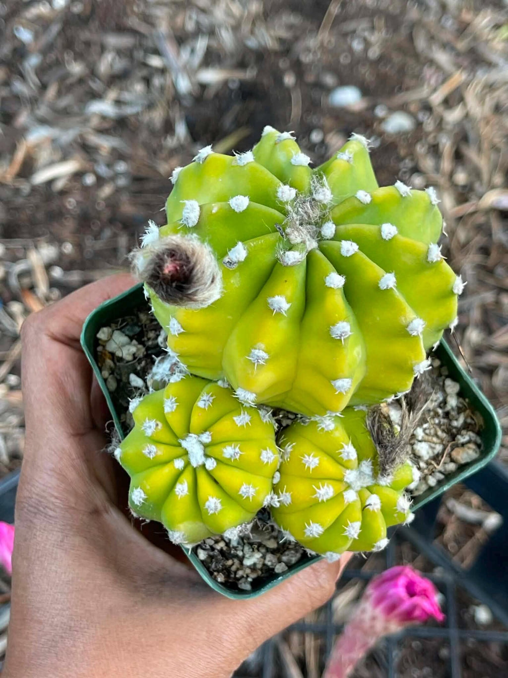 Domino Cactus Live Plant | Easy Care Cactus | 4" Cluster Cactus | Unique Gift for Plant Lovers