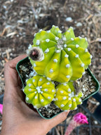 Domino Cactus Live Plant | Easy Care Cactus | 4" Cluster Cactus | Unique Gift for Plant Lovers