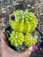 Domino Cactus Live Plant | Easy Care Cactus | 4" Cluster Cactus | Unique Gift for Plant Lovers