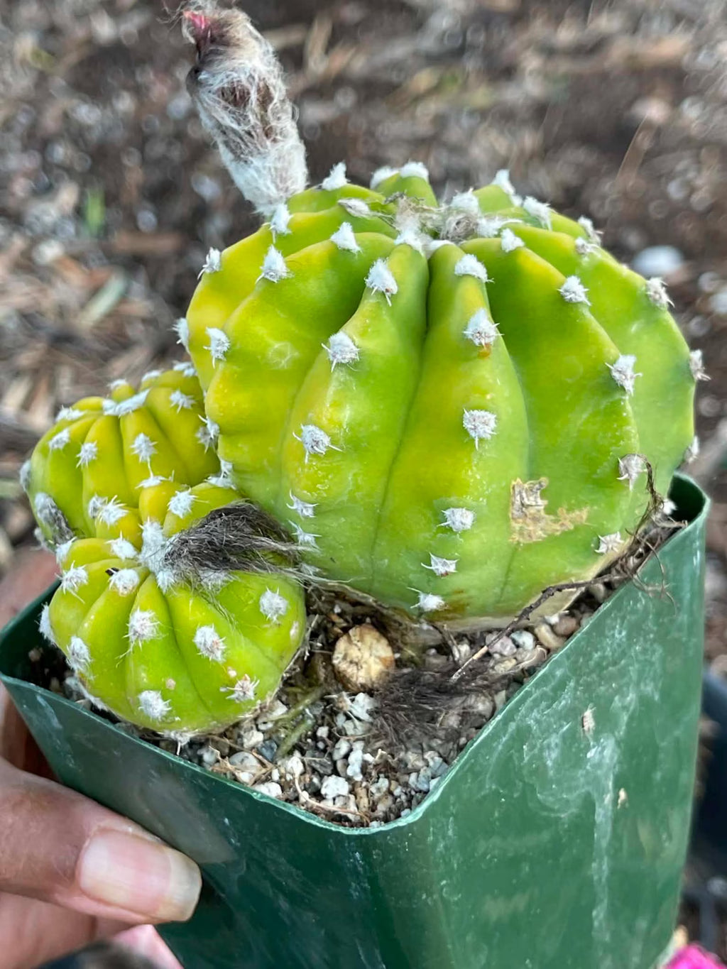 Domino Cactus Live Plant | Easy Care Cactus | 4" Cluster Cactus | Unique Gift for Plant Lovers