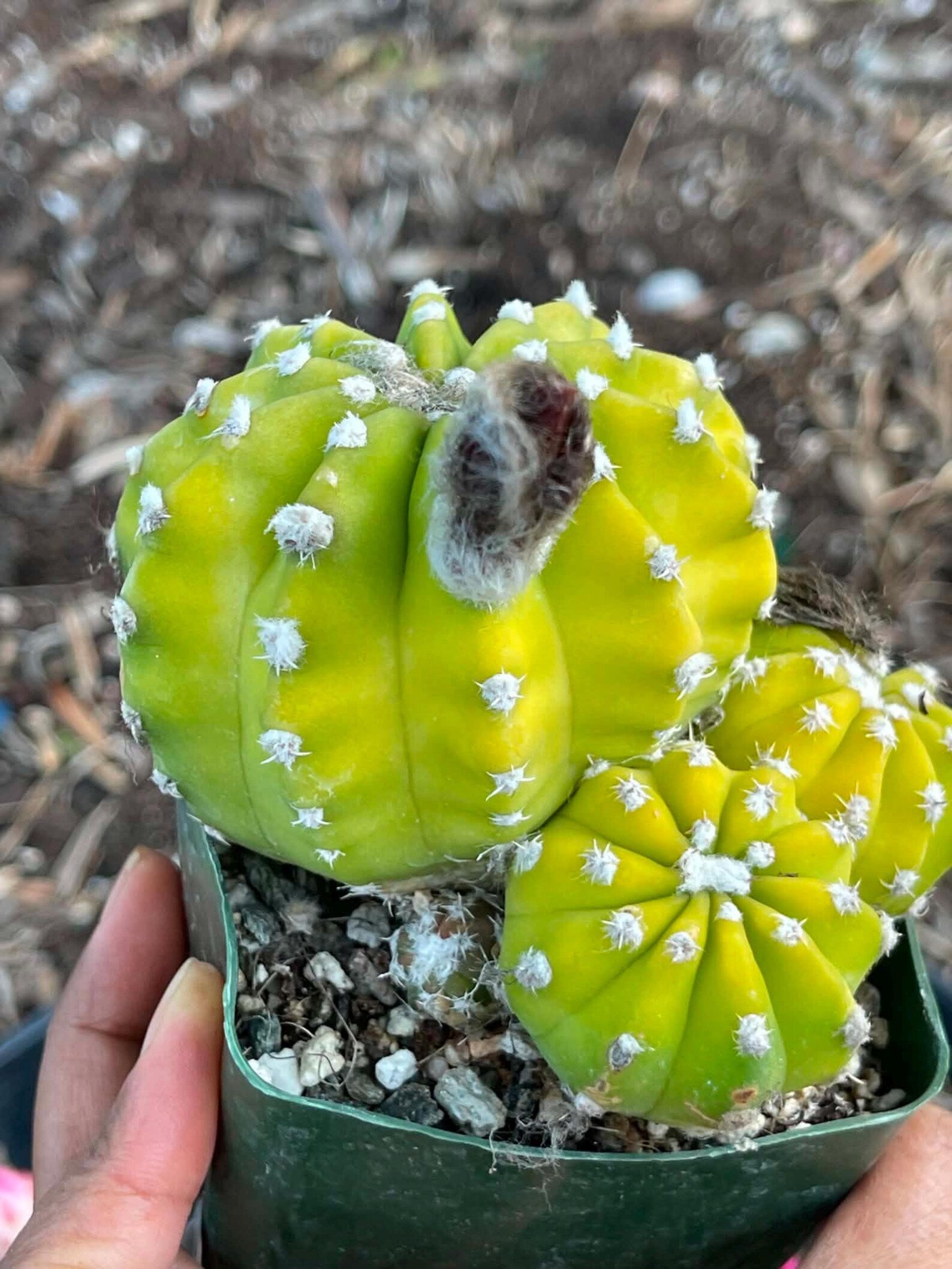 Domino Cactus Live Plant | Easy Care Cactus | 4" Cluster Cactus | Unique Gift for Plant Lovers