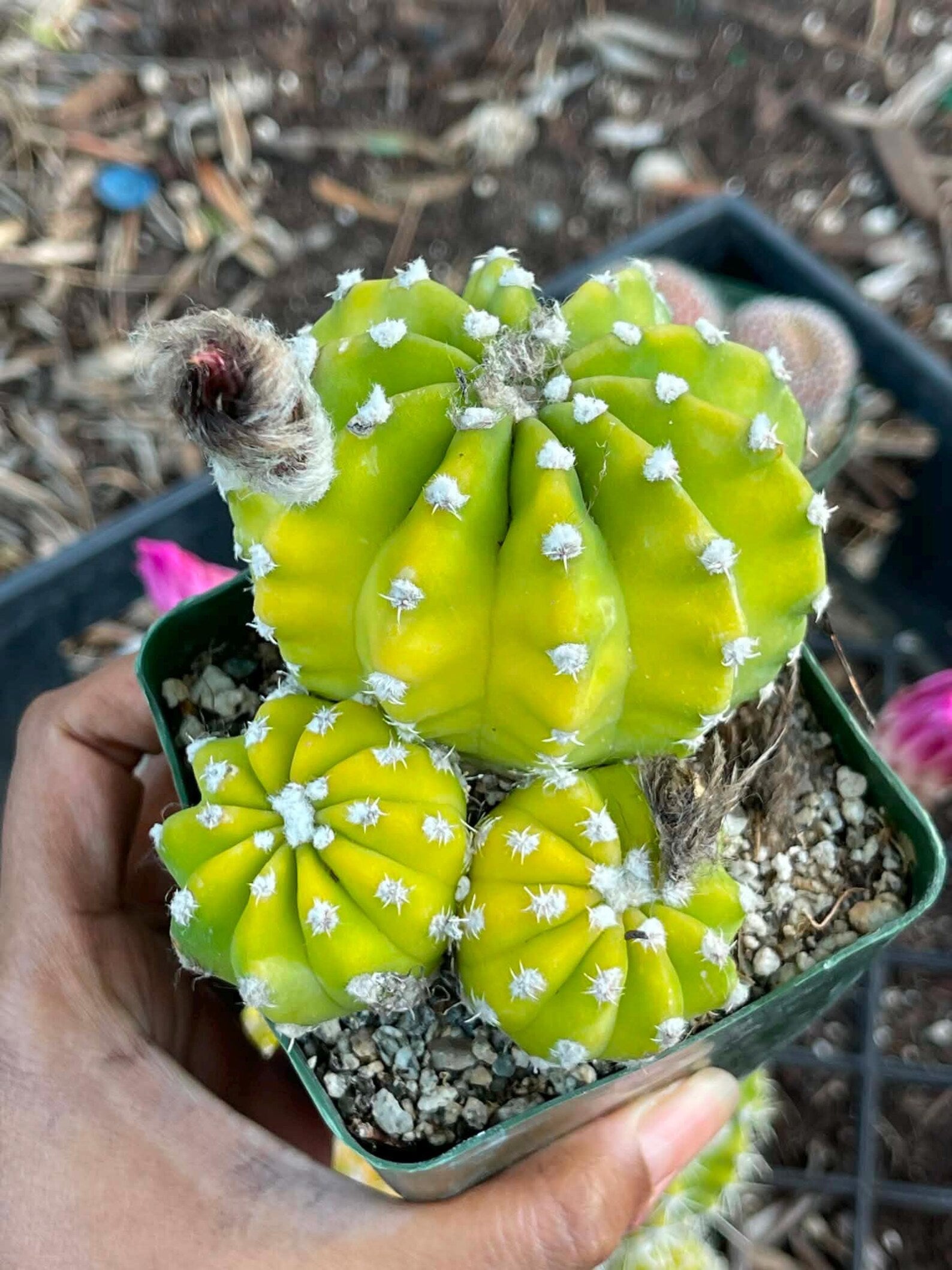 Domino Cactus Live Plant | Easy Care Cactus | 4" Cluster Cactus | Unique Gift for Plant Lovers