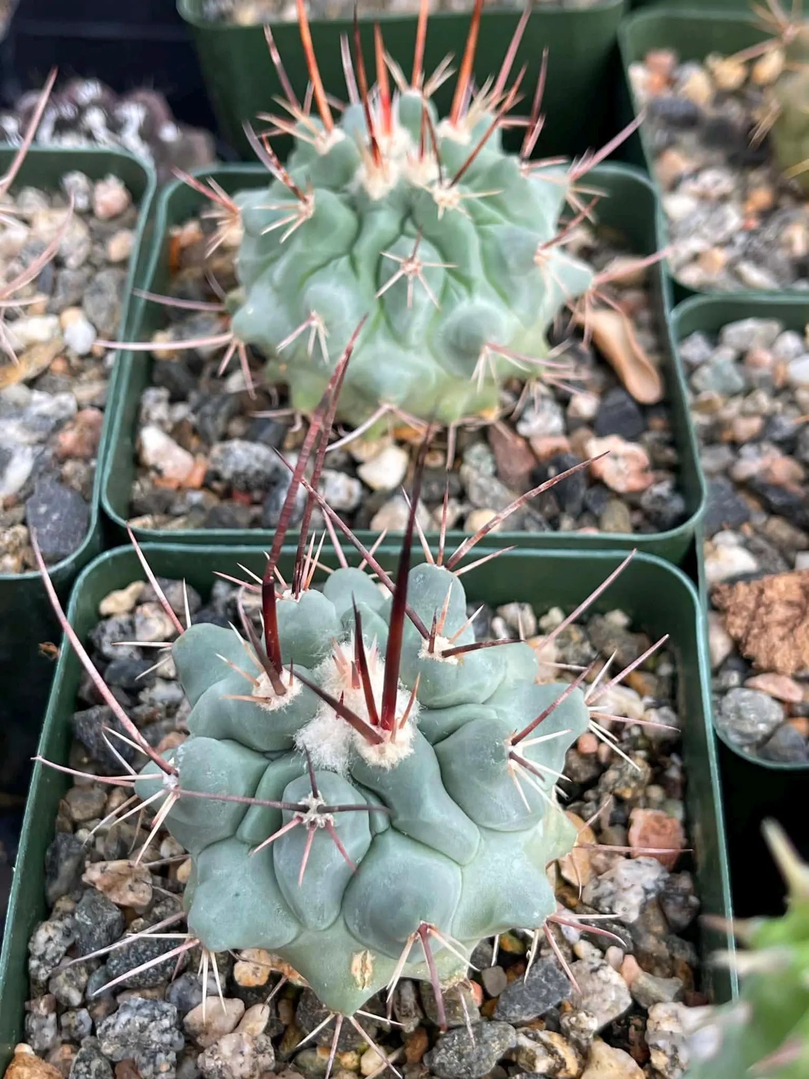 Thelocactus Rinconensis Live Cactus | Seed Grown Rare Spiny Cactus Seedling