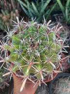Ferocactus Gracilis Rare Barrel Cactus #350