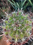 Ferocactus Gracilis Rare Barrel Cactus #350