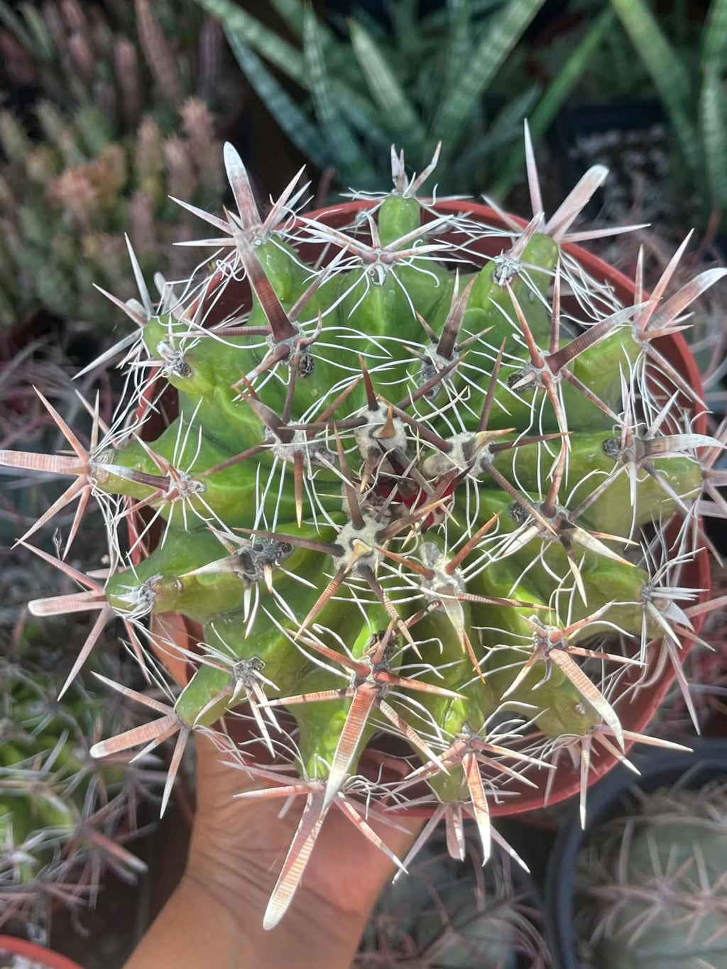 Ferocactus Gracilis Rare Barrel Cactus #350