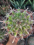 Ferocactus Gracilis Rare Barrel Cactus #350